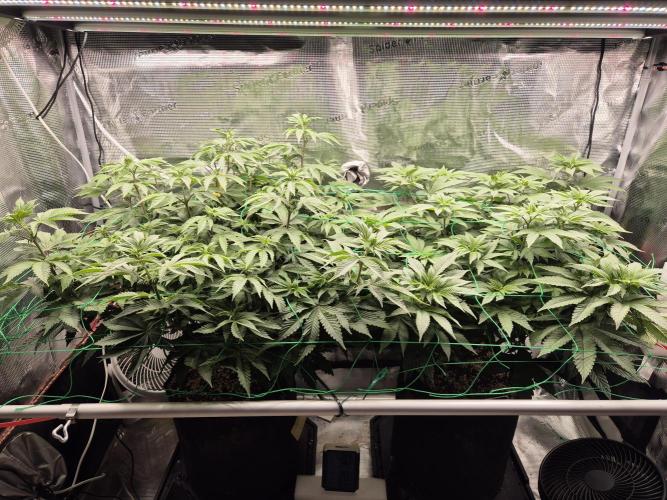 ICYSTATUS (ICYGARY#1 x ASTRONAUTSTATUS). Week 9