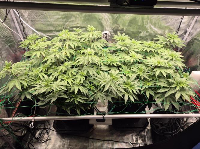 ICYSTATUS (ICYGARY#1 x ASTRONAUTSTATUS). Week 9