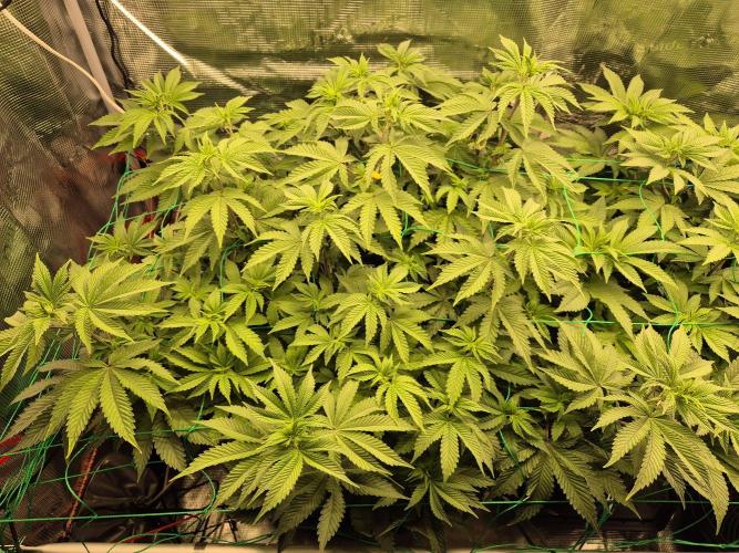 ICYSTATUS (ICYGARY#1 x ASTRONAUTSTATUS). Week 9