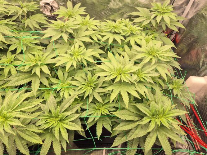 ICYSTATUS (ICYGARY#1 x ASTRONAUTSTATUS). Week 9
