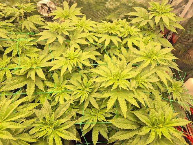 ICYSTATUS (ICYGARY#1 x ASTRONAUTSTATUS). Week 9
