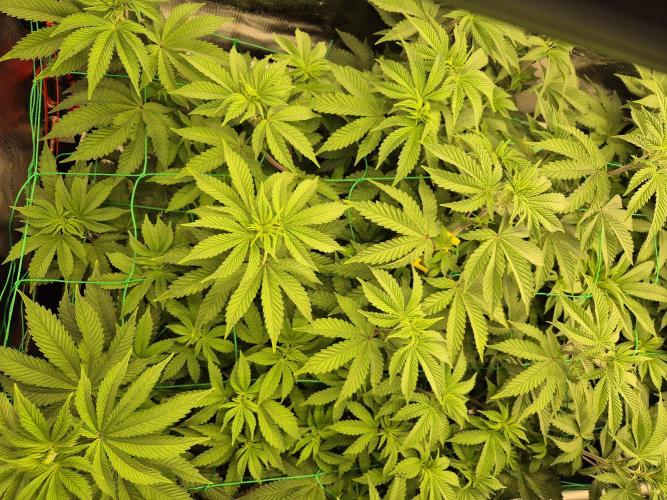 ICYSTATUS (ICYGARY#1 x ASTRONAUTSTATUS). Week 9