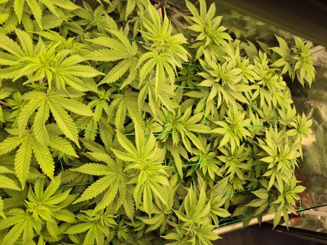 ICYSTATUS (ICYGARY#1 x ASTRONAUTSTATUS). Week 9