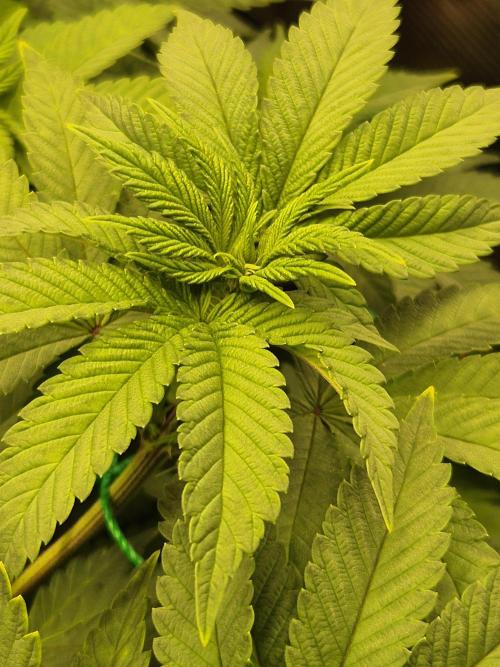 ICYSTATUS (ICYGARY#1 x ASTRONAUTSTATUS). Week 9