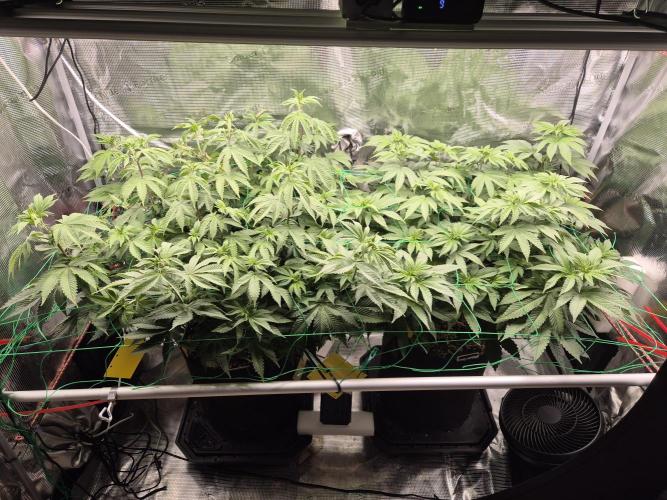 ICYSTATUS (ICYGARY#1 x ASTRONAUTSTATUS). Week 9