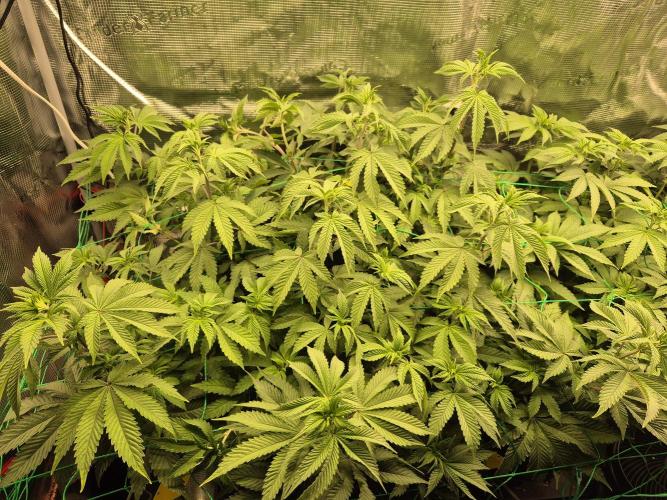 ICYSTATUS (ICYGARY#1 x ASTRONAUTSTATUS). Week 9
