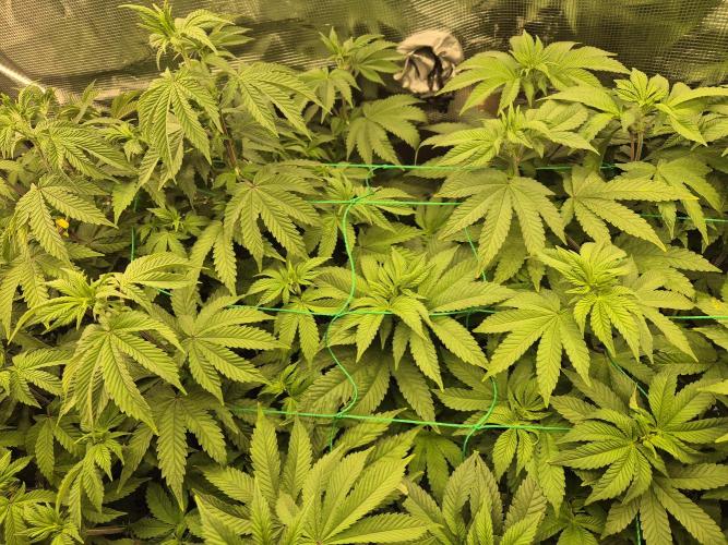 ICYSTATUS (ICYGARY#1 x ASTRONAUTSTATUS). Week 9