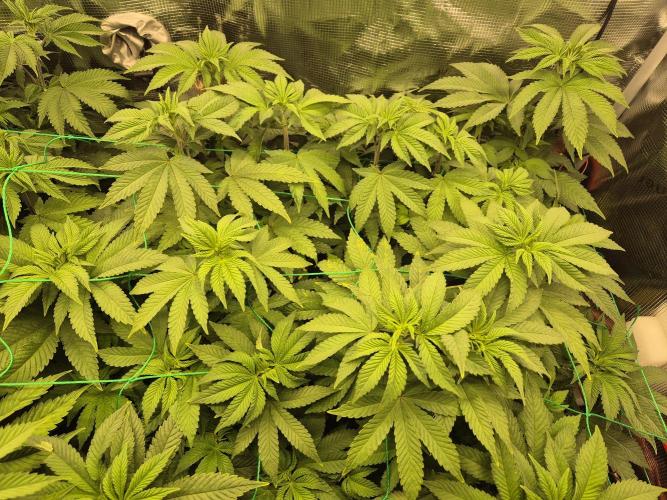 ICYSTATUS (ICYGARY#1 x ASTRONAUTSTATUS). Week 9