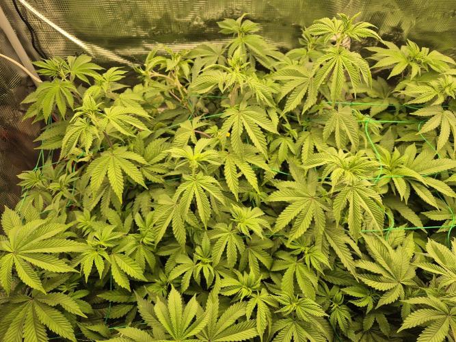 ICYSTATUS (ICYGARY#1 x ASTRONAUTSTATUS). Week 9