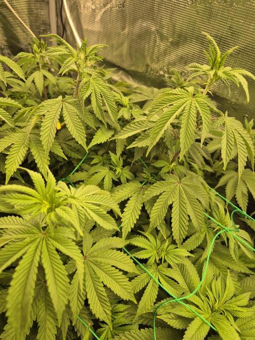 ICYSTATUS (ICYGARY#1 x ASTRONAUTSTATUS). Week 9