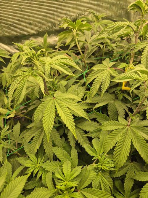 ICYSTATUS (ICYGARY#1 x ASTRONAUTSTATUS). Week 9