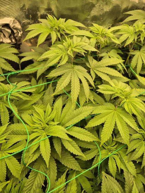 ICYSTATUS (ICYGARY#1 x ASTRONAUTSTATUS). Week 9
