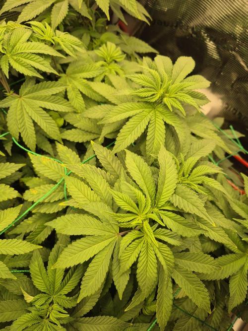 ICYSTATUS (ICYGARY#1 x ASTRONAUTSTATUS). Week 9
