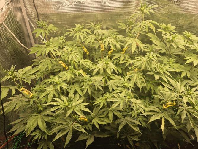 ICYSTATUS (ICYGARY#1 x ASTRONAUTSTATUS). Week 10