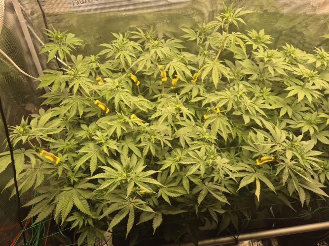 ICYSTATUS (ICYGARY#1 x ASTRONAUTSTATUS). Week 10