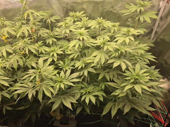 ICYSTATUS (ICYGARY#1 x ASTRONAUTSTATUS). Week 10