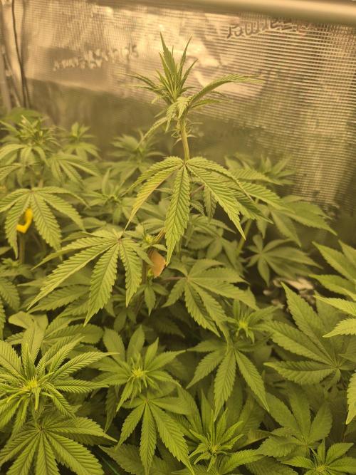 ICYSTATUS (ICYGARY#1 x ASTRONAUTSTATUS). Week 10