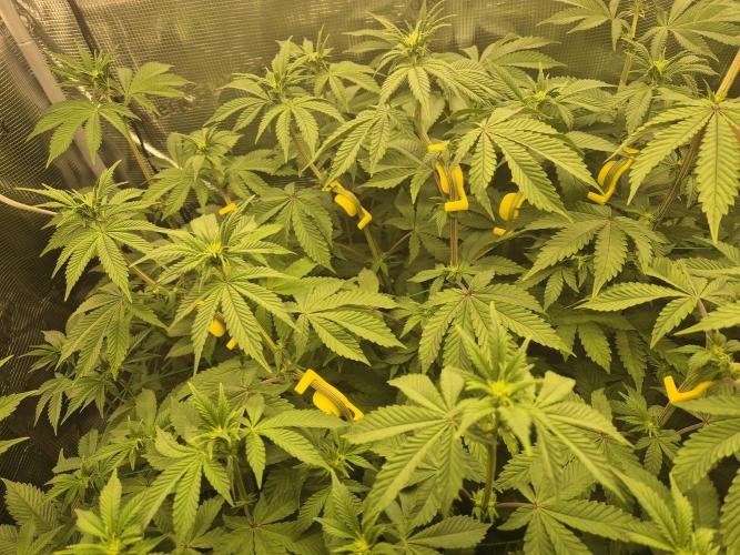 ICYSTATUS (ICYGARY#1 x ASTRONAUTSTATUS). Week 10