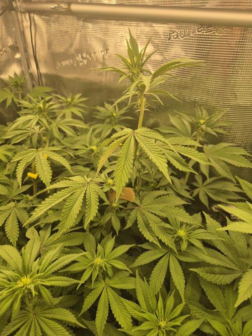 ICYSTATUS (ICYGARY#1 x ASTRONAUTSTATUS). Week 10