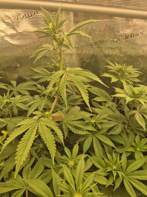 ICYSTATUS (ICYGARY#1 x ASTRONAUTSTATUS). Week 10