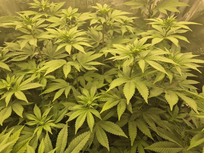 ICYSTATUS (ICYGARY#1 x ASTRONAUTSTATUS). Week 10