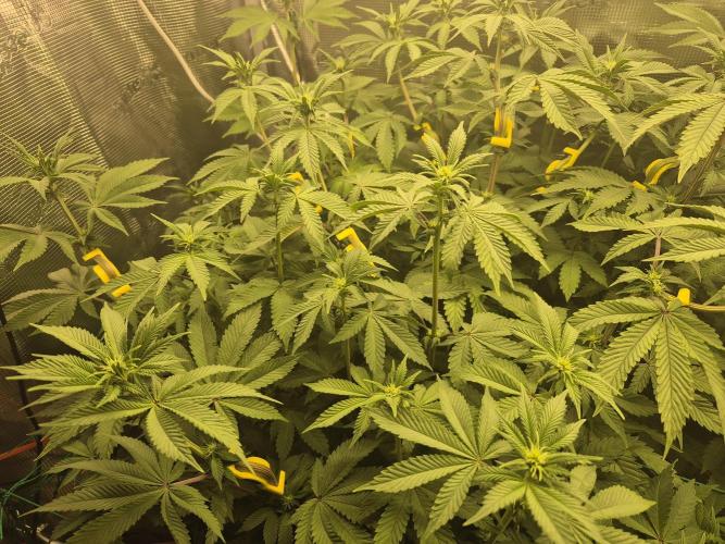 ICYSTATUS (ICYGARY#1 x ASTRONAUTSTATUS). Week 10