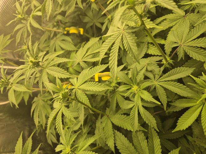 ICYSTATUS (ICYGARY#1 x ASTRONAUTSTATUS). Week 10