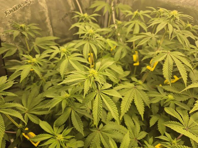 ICYSTATUS (ICYGARY#1 x ASTRONAUTSTATUS). Week 10