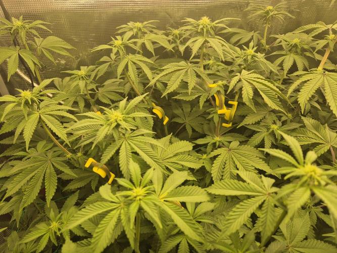ICYSTATUS (ICYGARY#1 x ASTRONAUTSTATUS). Week 10