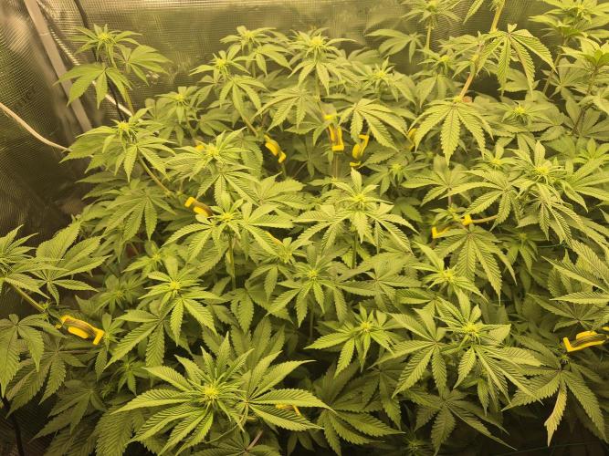 ICYSTATUS (ICYGARY#1 x ASTRONAUTSTATUS). Week 10