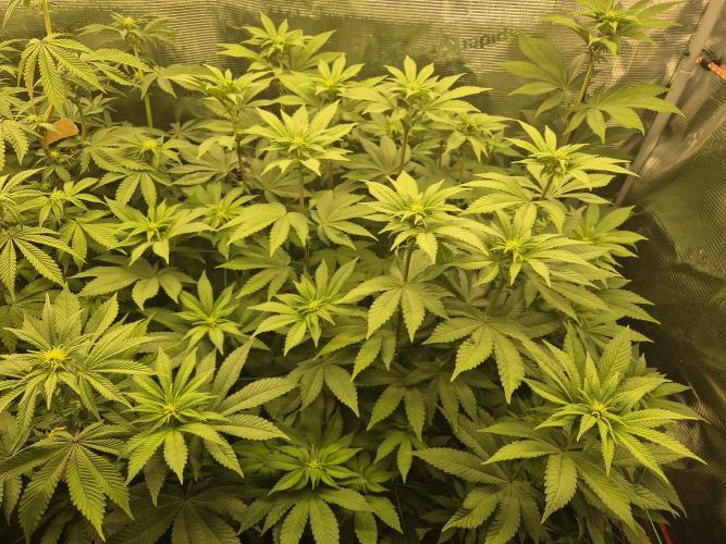 ICYSTATUS (ICYGARY#1 x ASTRONAUTSTATUS). Week 10