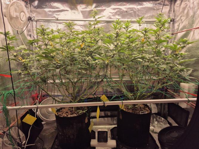 ICYSTATUS (ICYGARY#1 x ASTRONAUTSTATUS). Week 11