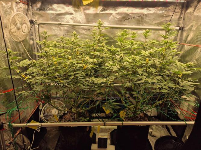 ICYSTATUS (ICYGARY#1 x ASTRONAUTSTATUS). Week 11