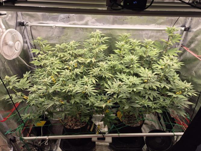ICYSTATUS (ICYGARY#1 x ASTRONAUTSTATUS). Week 11