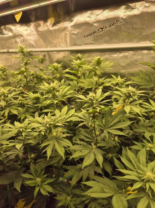 ICYSTATUS (ICYGARY#1 x ASTRONAUTSTATUS). Week 11