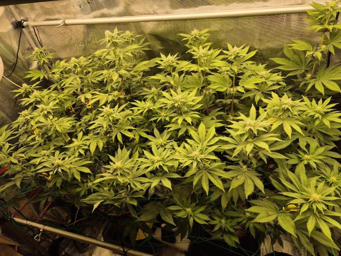 ICYSTATUS (ICYGARY#1 x ASTRONAUTSTATUS). Week 11