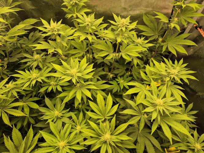 ICYSTATUS (ICYGARY#1 x ASTRONAUTSTATUS). Week 11