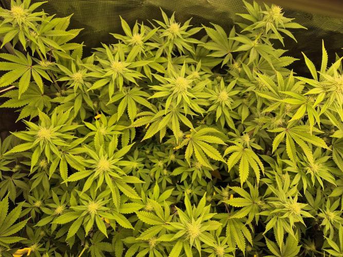 ICYSTATUS (ICYGARY#1 x ASTRONAUTSTATUS). Week 11