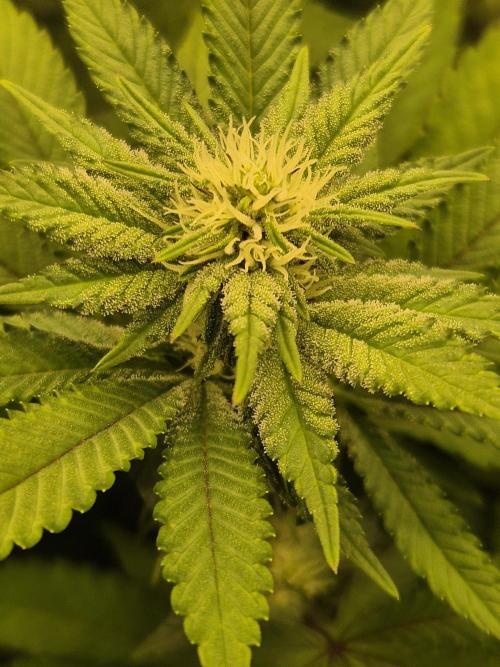 ICYSTATUS (ICYGARY#1 x ASTRONAUTSTATUS). Week 11