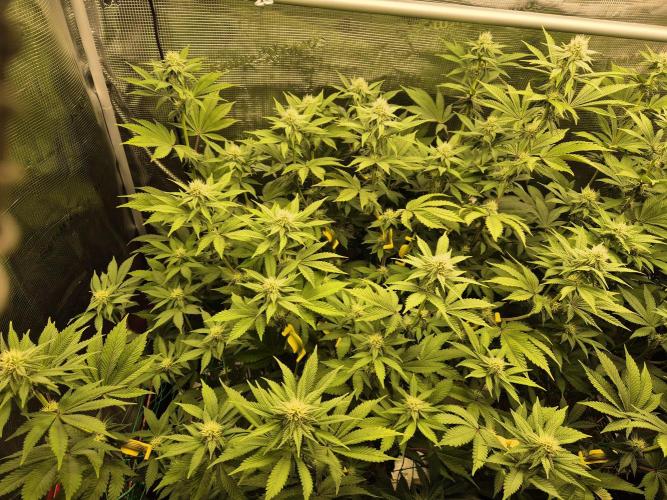 ICYSTATUS (ICYGARY#1 x ASTRONAUTSTATUS). Week 11