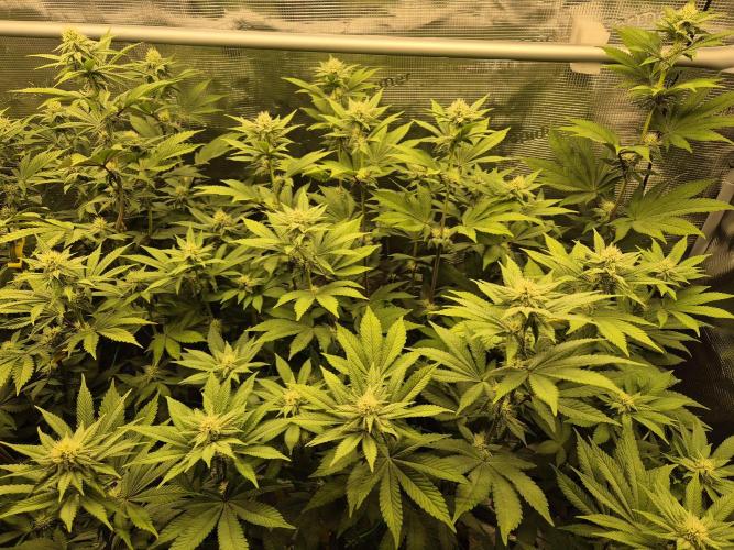 ICYSTATUS (ICYGARY#1 x ASTRONAUTSTATUS). Week 11