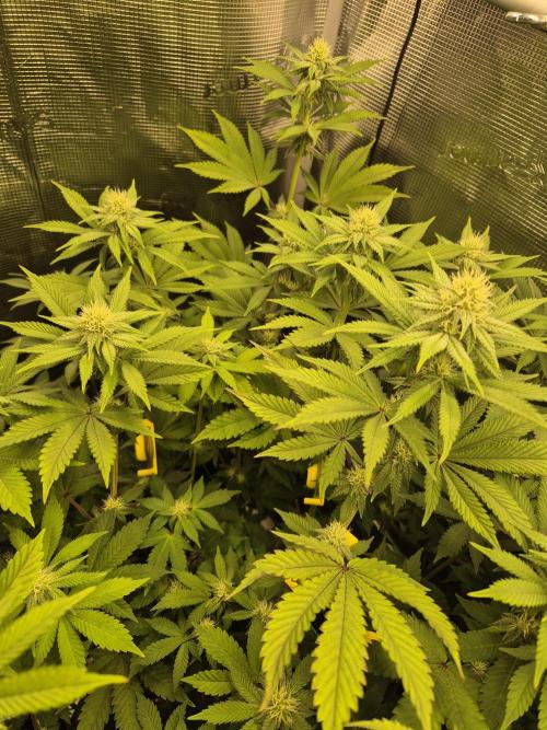 ICYSTATUS (ICYGARY#1 x ASTRONAUTSTATUS). Week 11