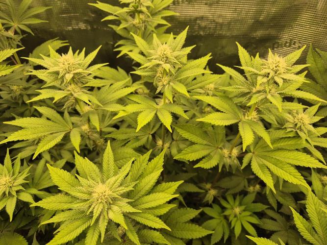 ICYSTATUS (ICYGARY#1 x ASTRONAUTSTATUS). Week 11