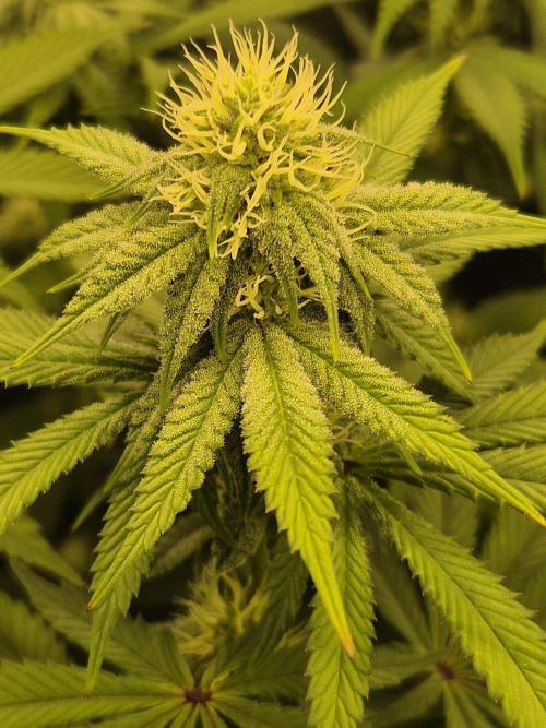 ICYSTATUS (ICYGARY#1 x ASTRONAUTSTATUS). Week 11