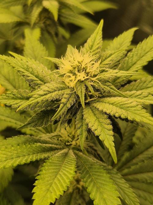 ICYSTATUS (ICYGARY#1 x ASTRONAUTSTATUS). Week 11