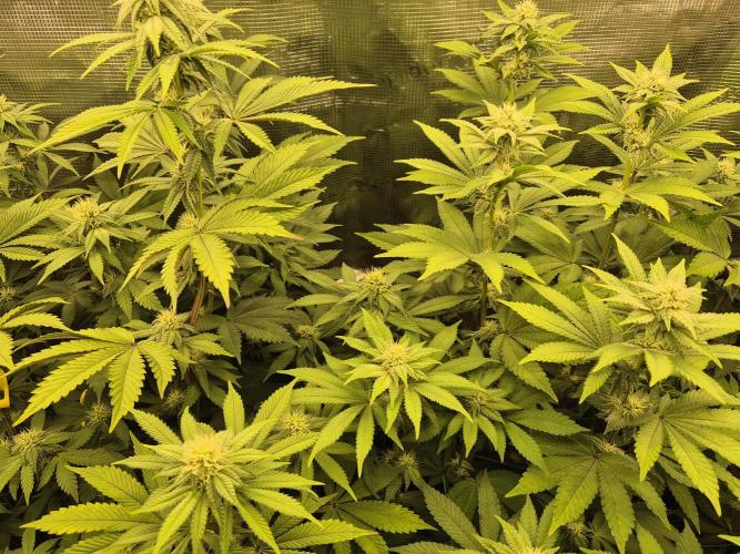 ICYSTATUS (ICYGARY#1 x ASTRONAUTSTATUS). Week 11