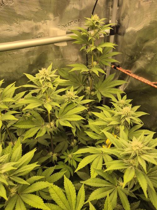 ICYSTATUS (ICYGARY#1 x ASTRONAUTSTATUS). Week 11