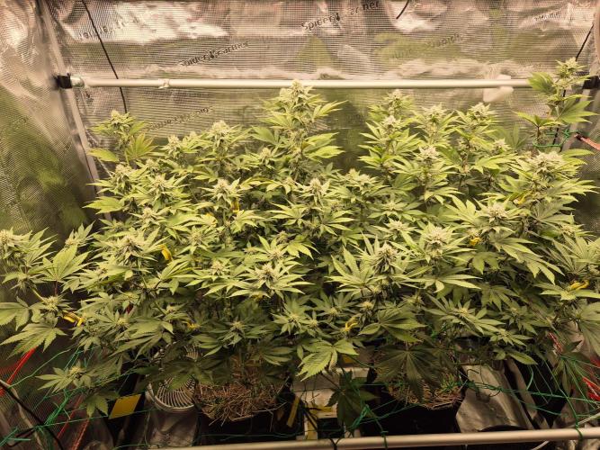 ICYSTATUS (ICYGARY#1 x ASTRONAUTSTATUS). Week 12