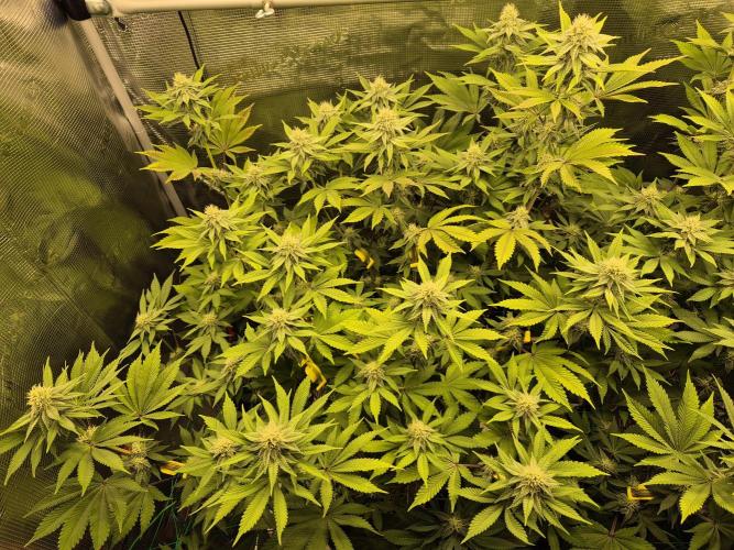 ICYSTATUS (ICYGARY#1 x ASTRONAUTSTATUS). Week 12
