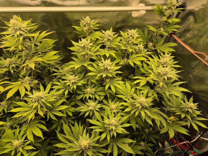 ICYSTATUS (ICYGARY#1 x ASTRONAUTSTATUS). Week 12